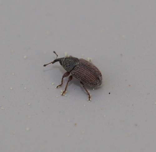 Réf. 227 514 : Mecinus pascuorum